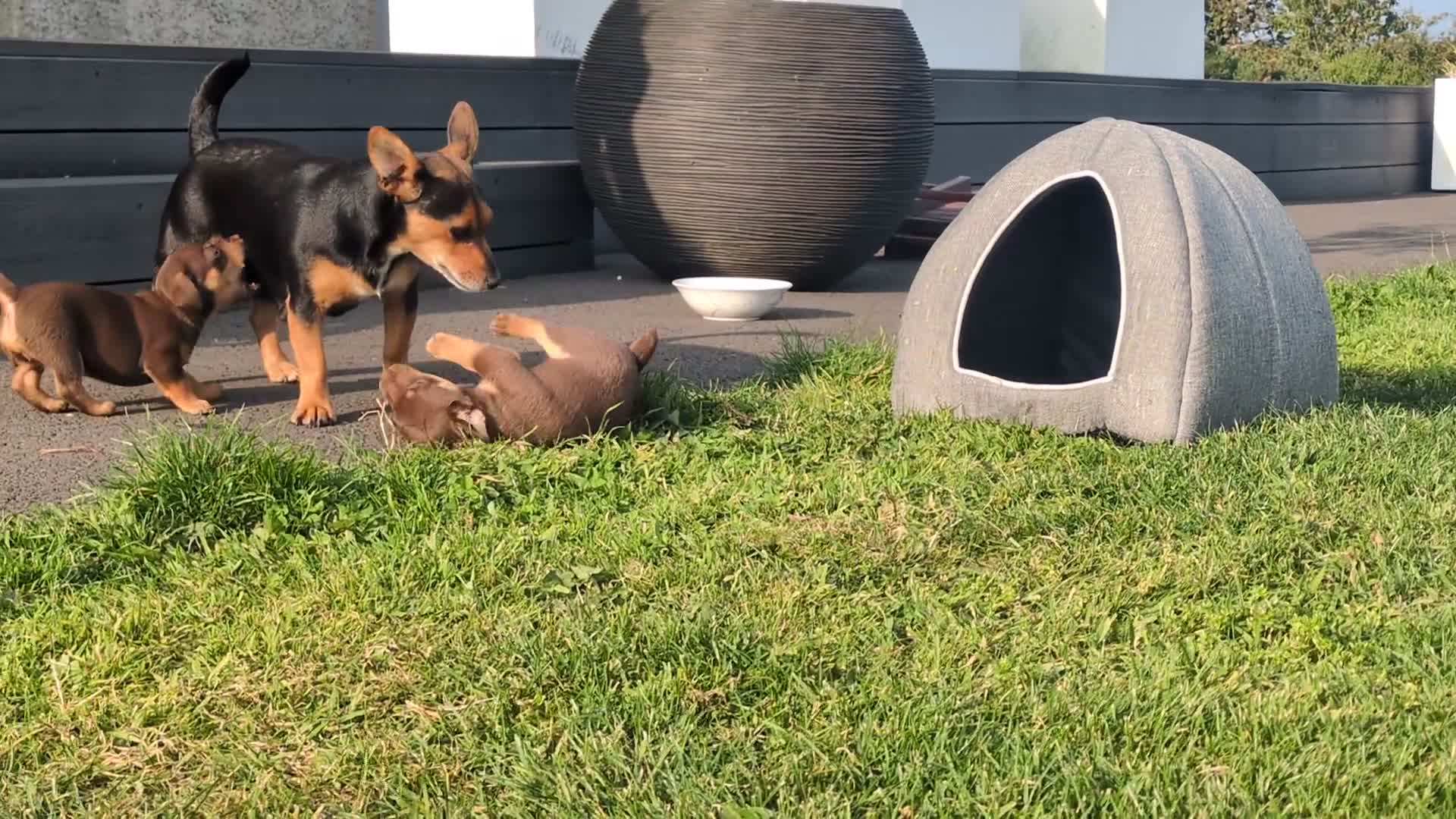 Jack Russell dogs for sale: Jack Russell puppies small breed  - Video 2