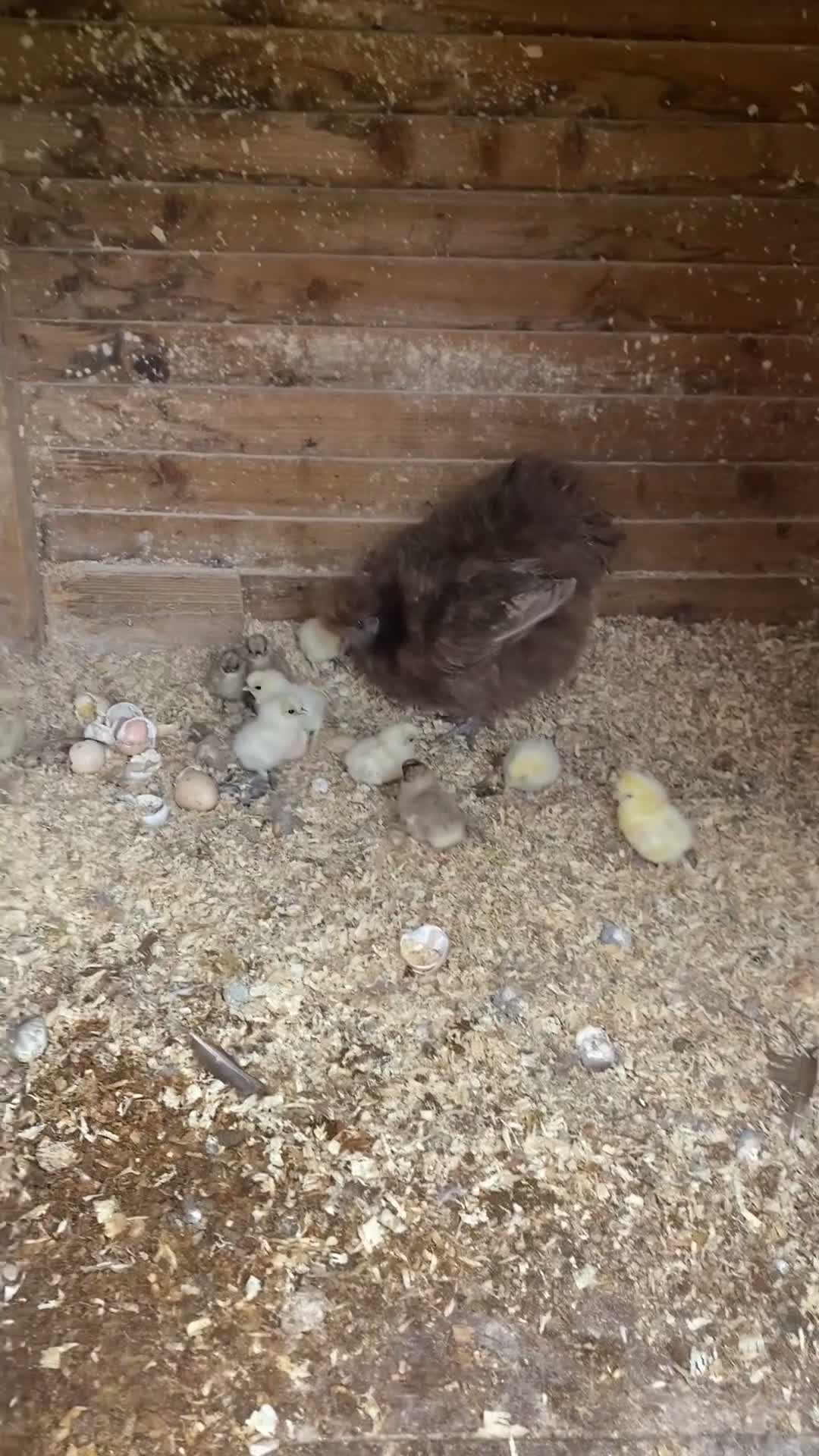 Chickens poultry for sale: Silkie hen and chicks for sale - Video 1