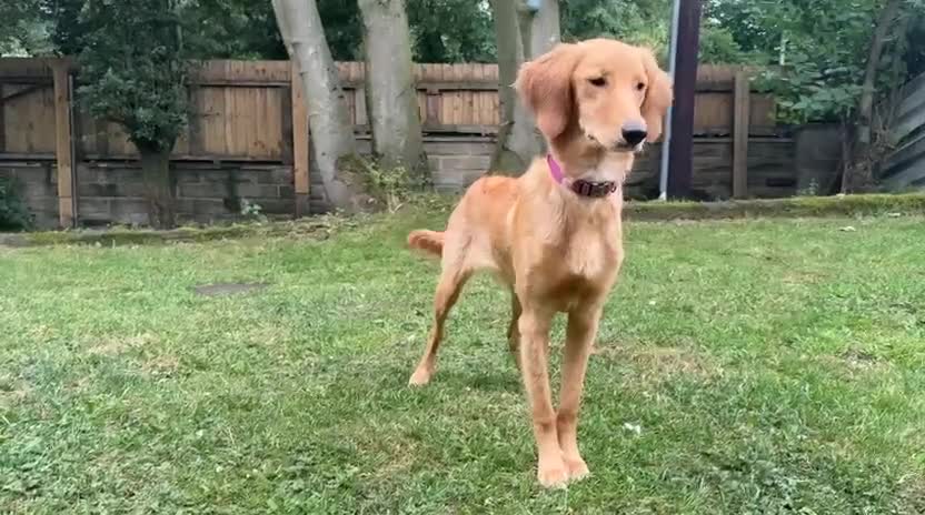 Goldendoodle dogs for sale: PARENTS ARE FROM SUPER HEALTH TESTED LINEAGE  - Video 1