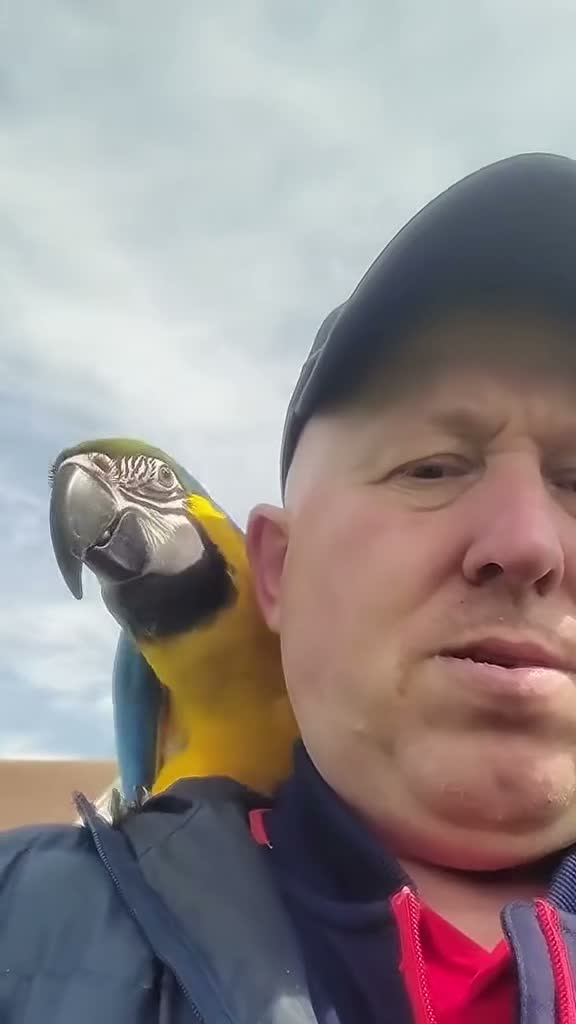 Macaws birds for sale: 6 year old blue and gold macaw  - Video 5
