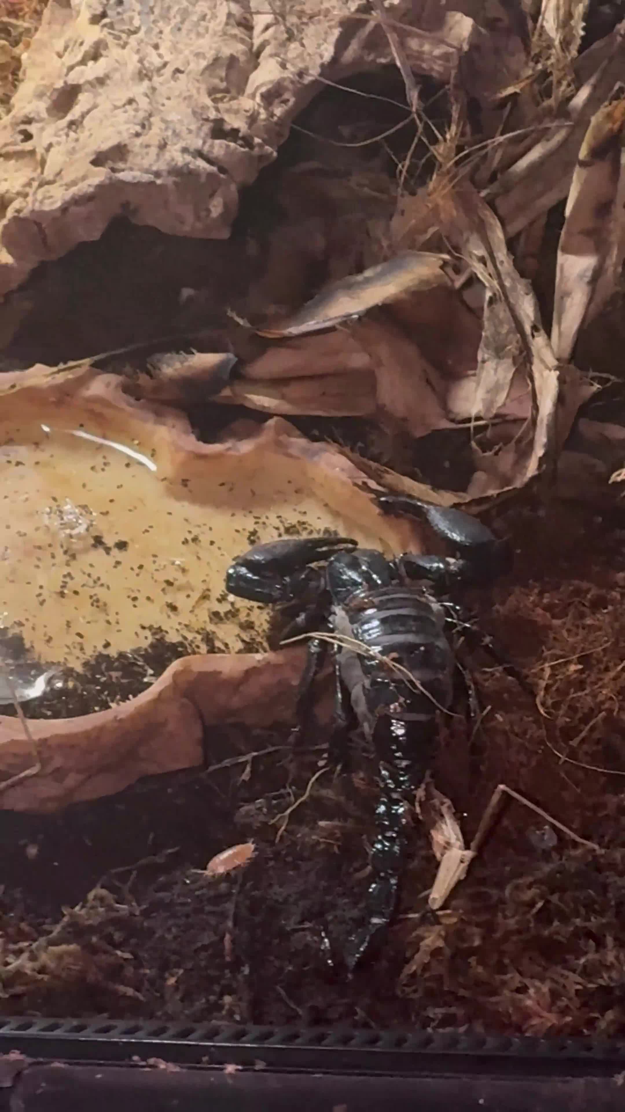 Mixed Breed reptiles for sale: Scorpion with full set up  - Video 1