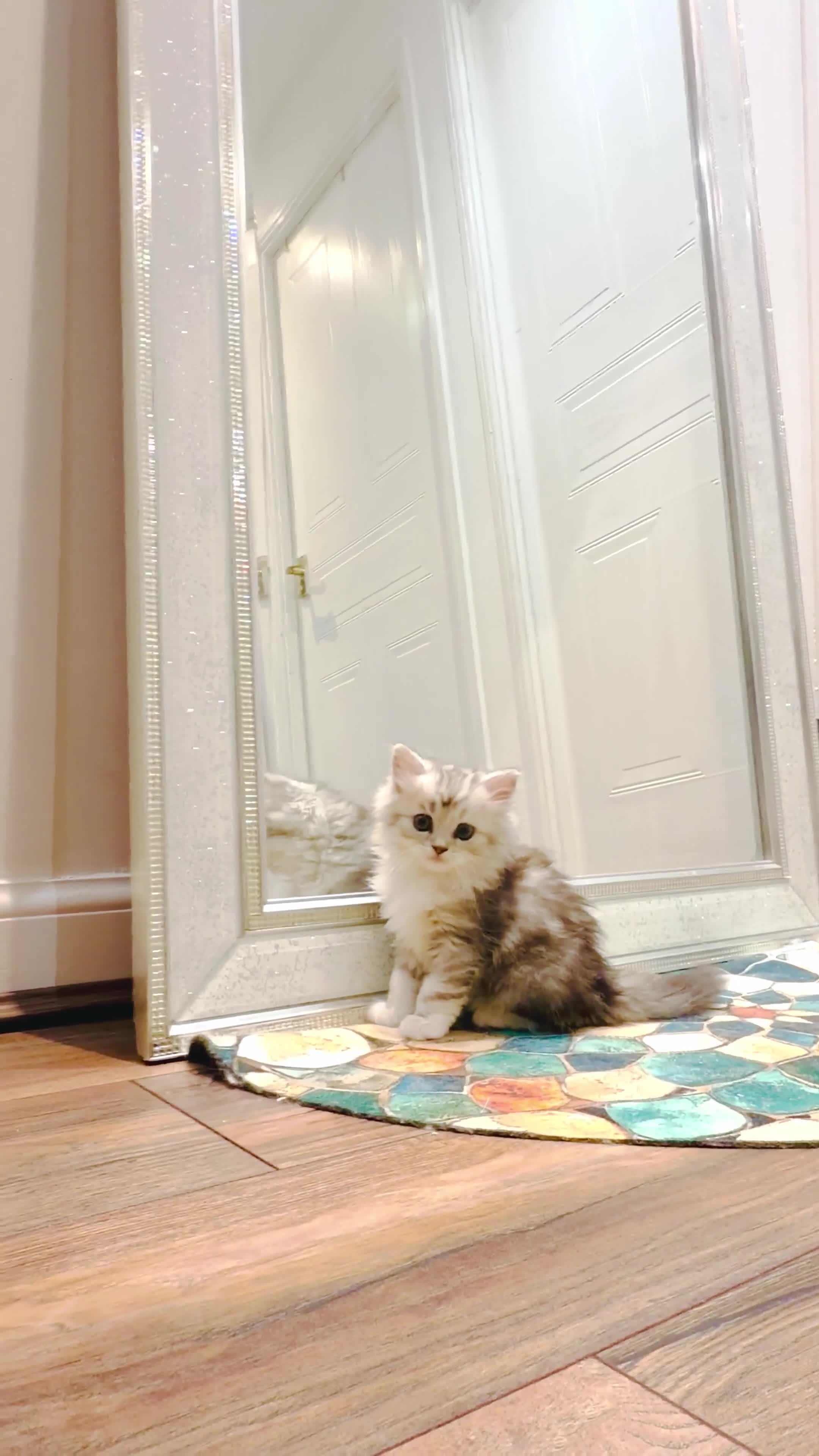 Mixed Breed cats for sale: Beautiful Persian x Ragdoll Kittens - Video 3