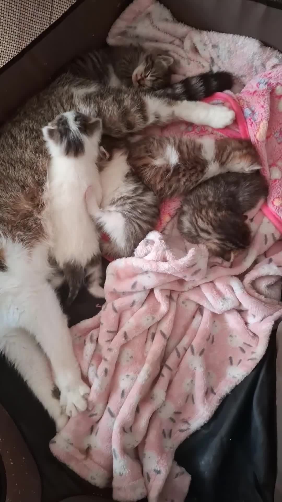 Mixed Breed cats for sale: Gorgeous tabby kittens (long & short hair) - Video 1