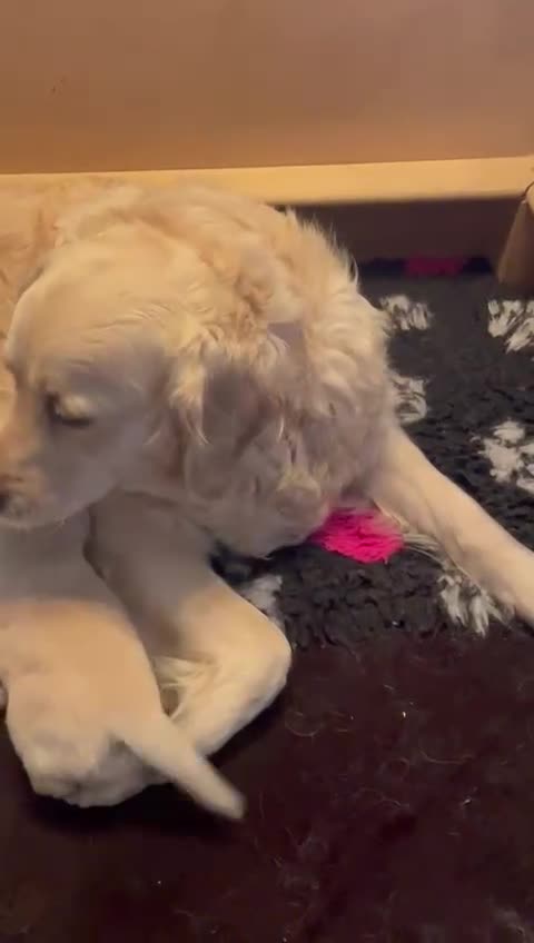 Golden Retriever dogs for sale: 9 week Golden retriever puppy - Video 1