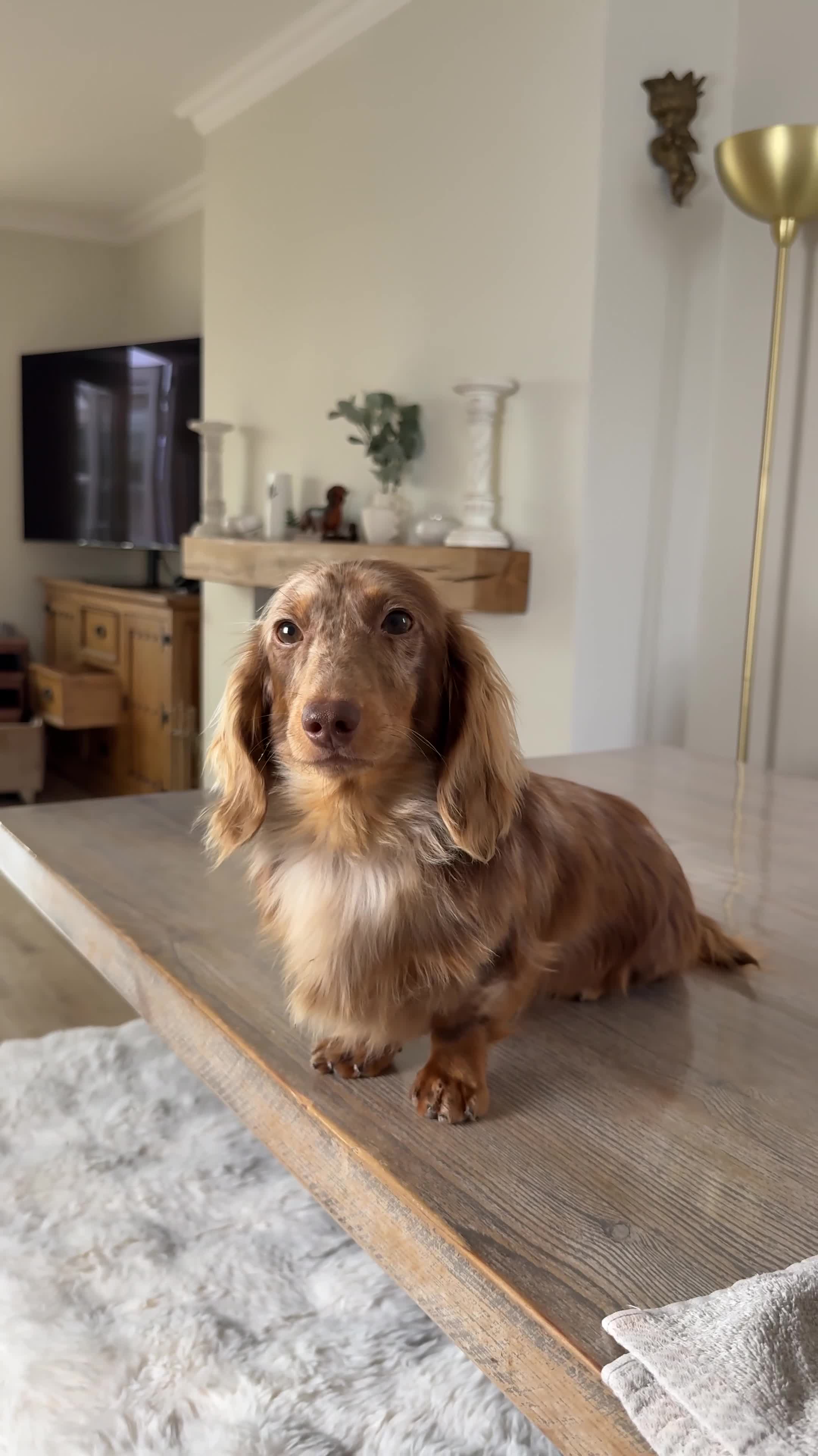Miniature Dachshund dogs for stud: KC Reg Health Tested Longhaired Chocolate Dapple - Video 1