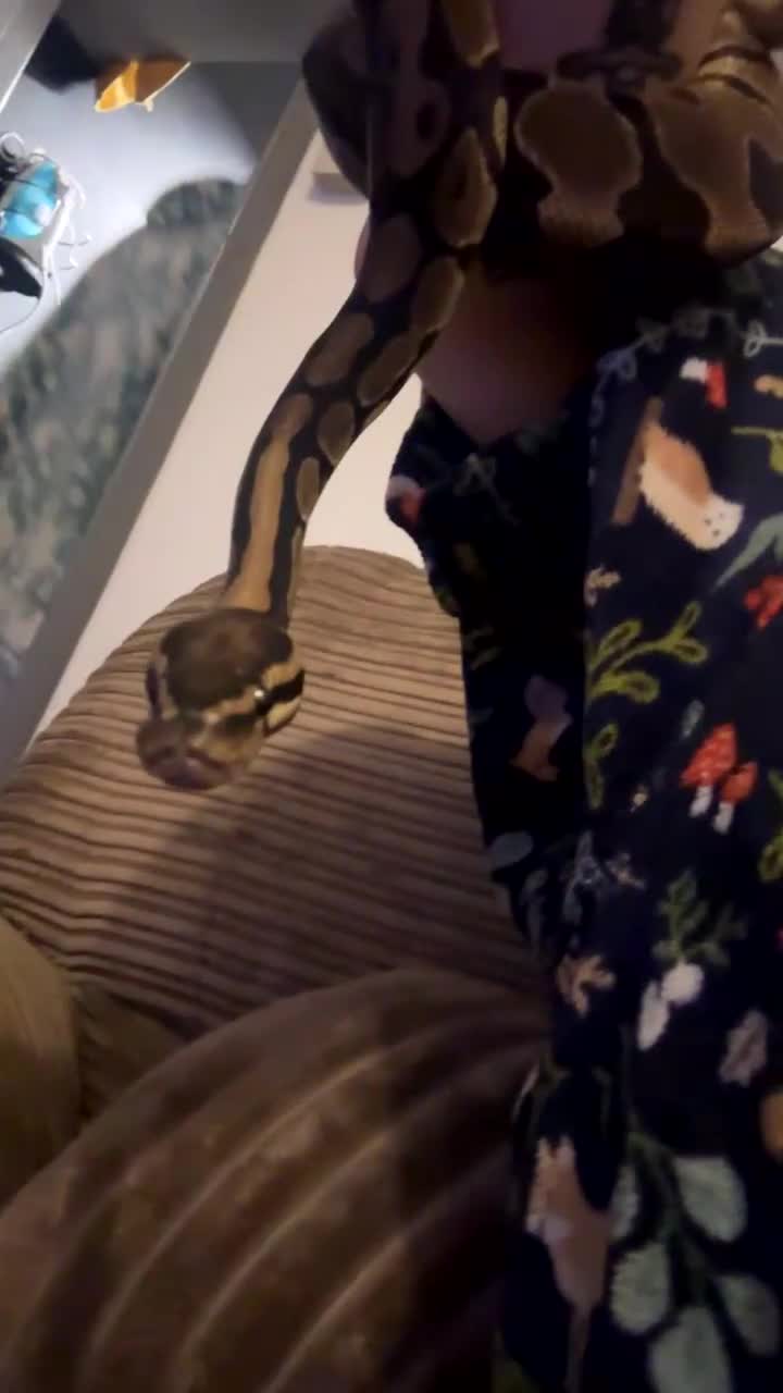 Python Snake reptiles for sale: Ball python and large vivarium for sale!  in Carlisle - Video 2