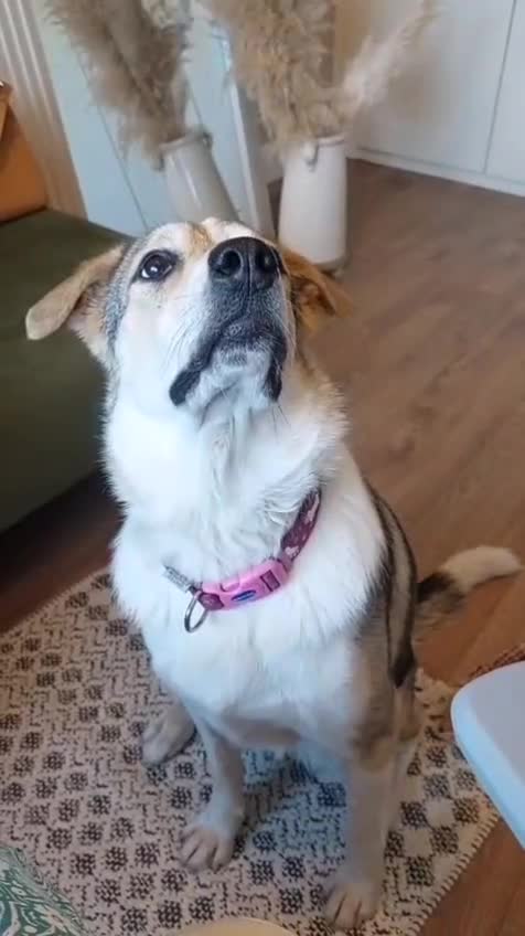 Mixed Breed dogs for adoption: FOSTER/ADOPT:❤️NINA hopes the world can be kind - Video 4