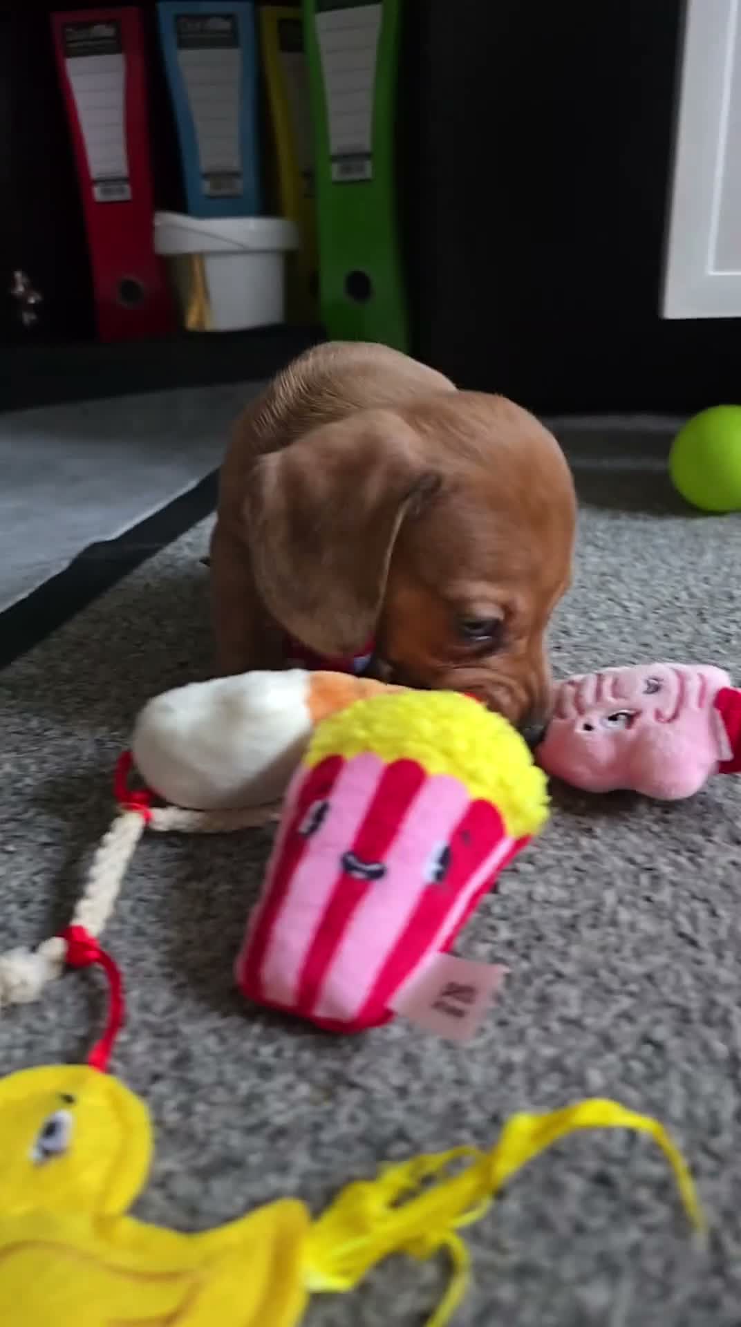 Miniature Dachshund dogs for sale: 4 beautiful miniature dachshunds  - Video 1