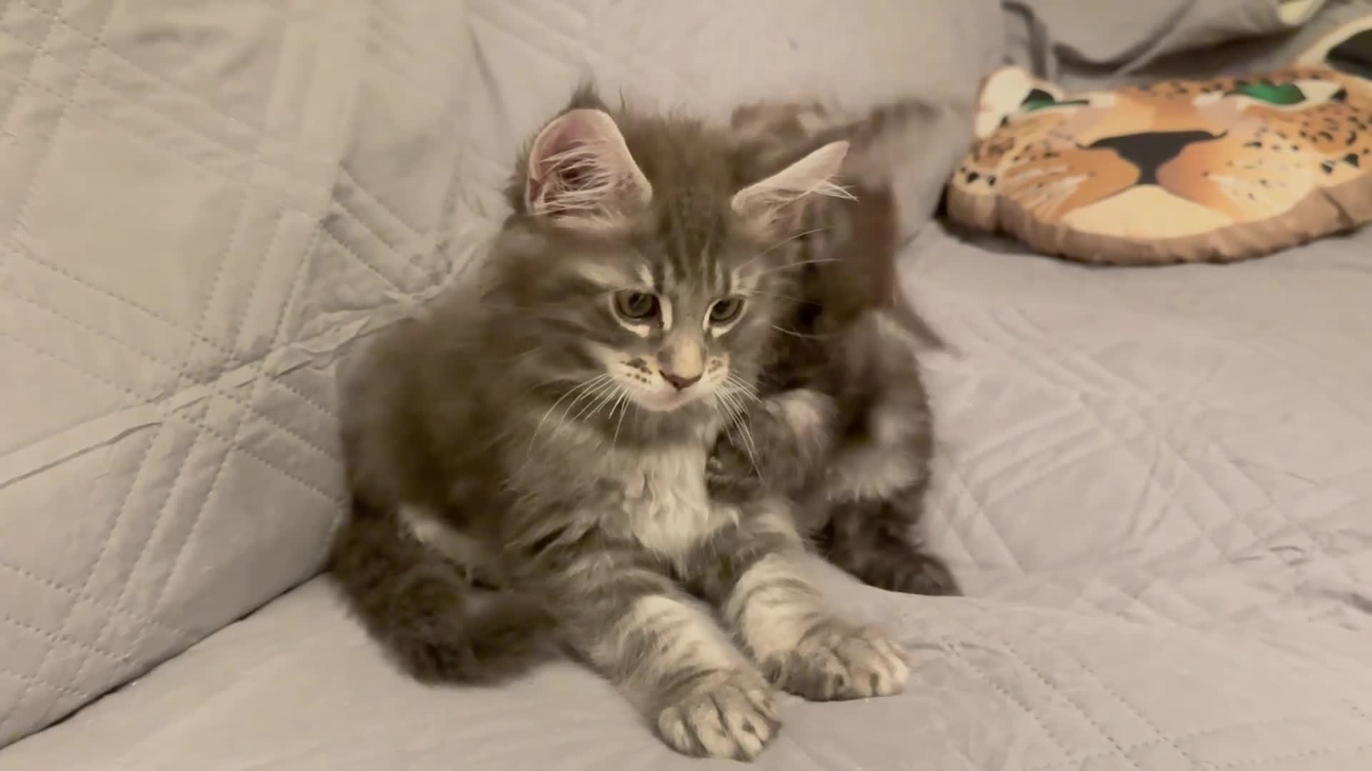Maine Coon cats for sale: Mainecoon kittens TICA REGISTERED stunning - Video 1