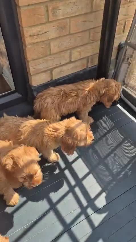 Mixed Breed dogs for sale: Cavapoo puppies in Milton Keynes - Video 1