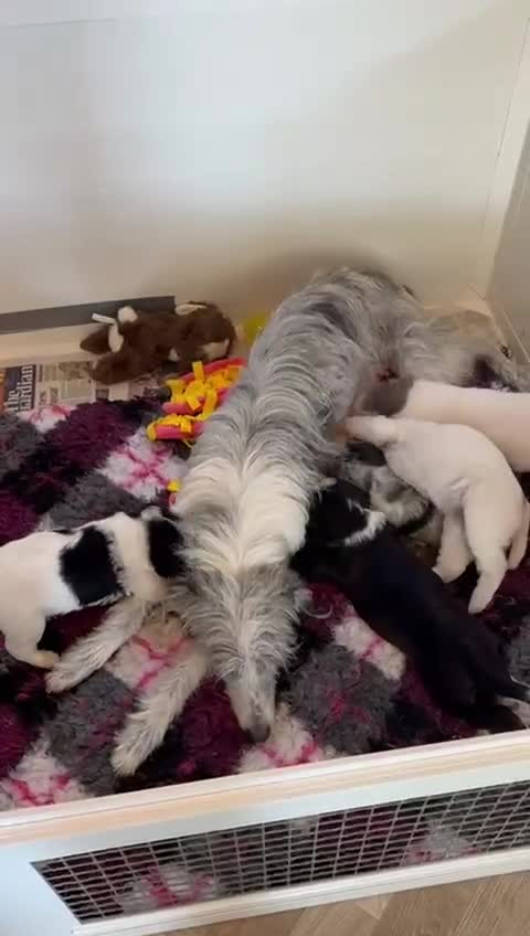 Mixed Breed dogs for sale: Poodle cross - Video 1