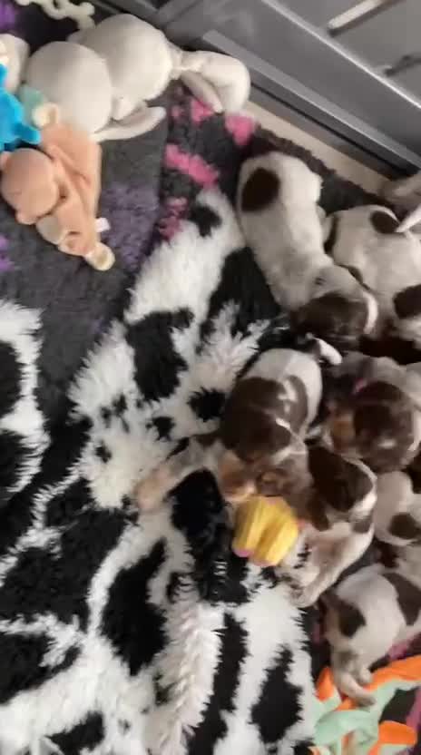 Cocker Spaniel dogs for sale: KC registered puppies - ready to go next week - Video 1
