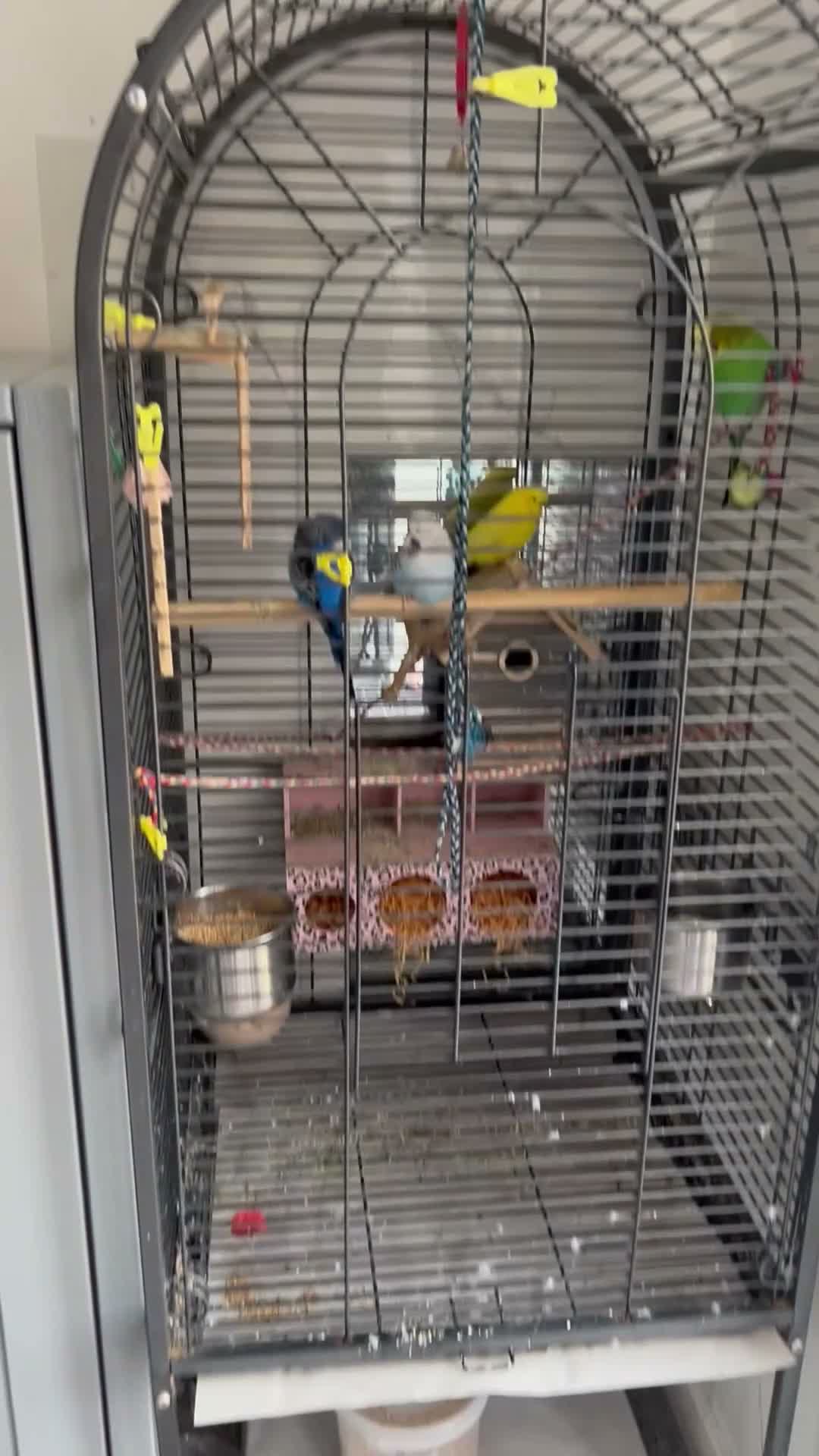 Mixed Breed birds for sale: 2 Pairs of Budgies in Milton Keynes - Video 1