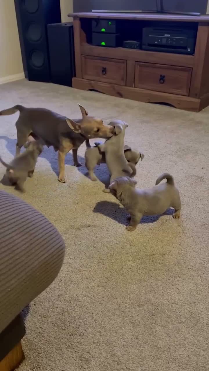 Jack Russell dogs for sale: Last One, Ready to go Wenlock Jack Russells  - Video 4