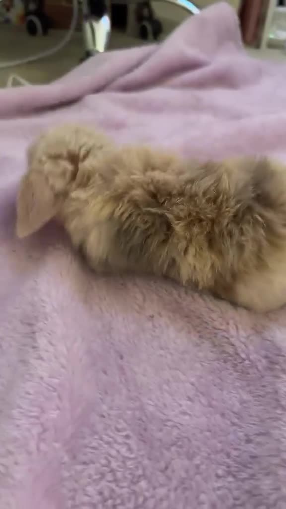 Mini Lop rabbits for sale: Mini lop bunnies  - Video 1