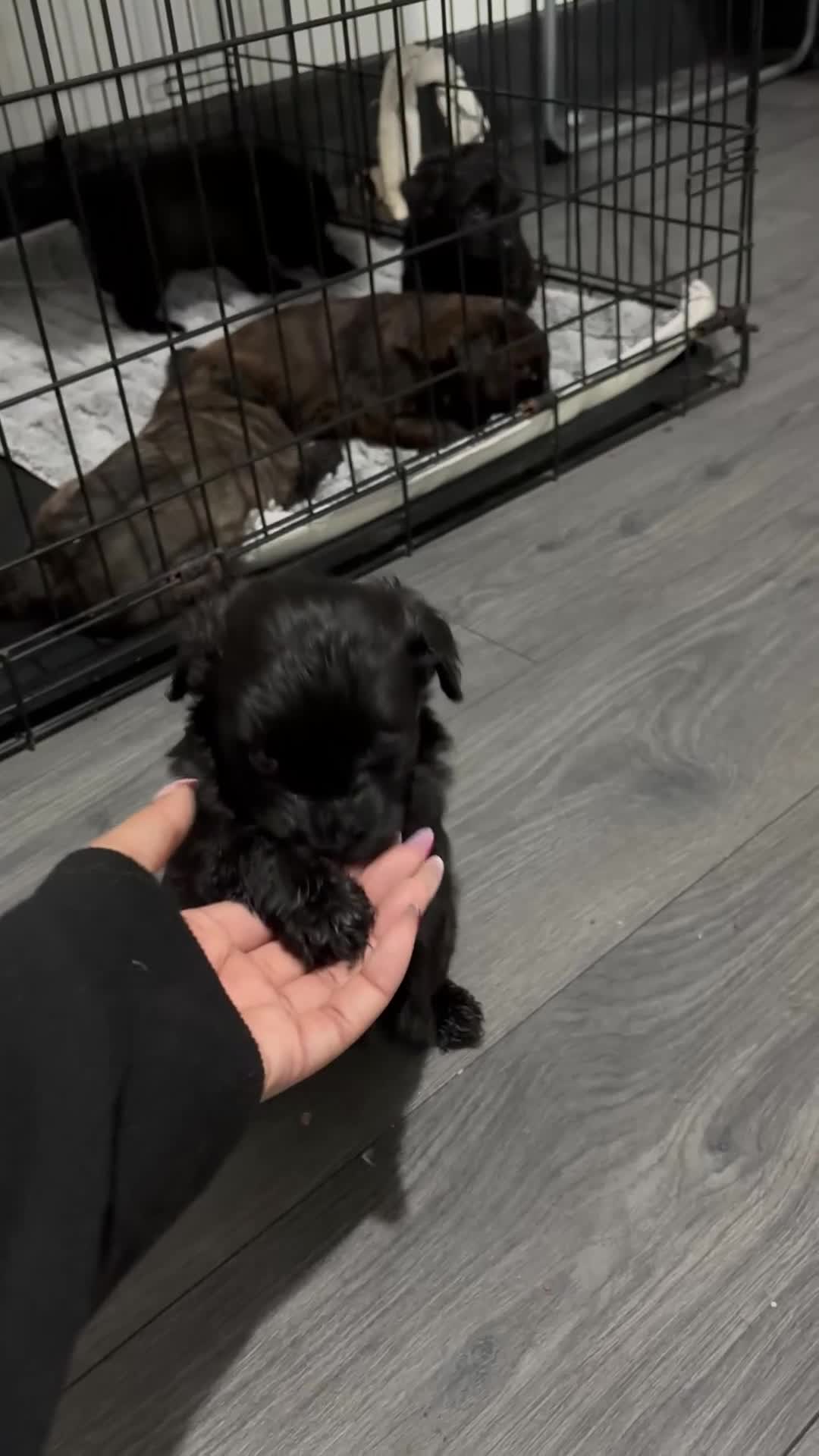 Mixed Breed dogs for sale: Last dog left - Video 3