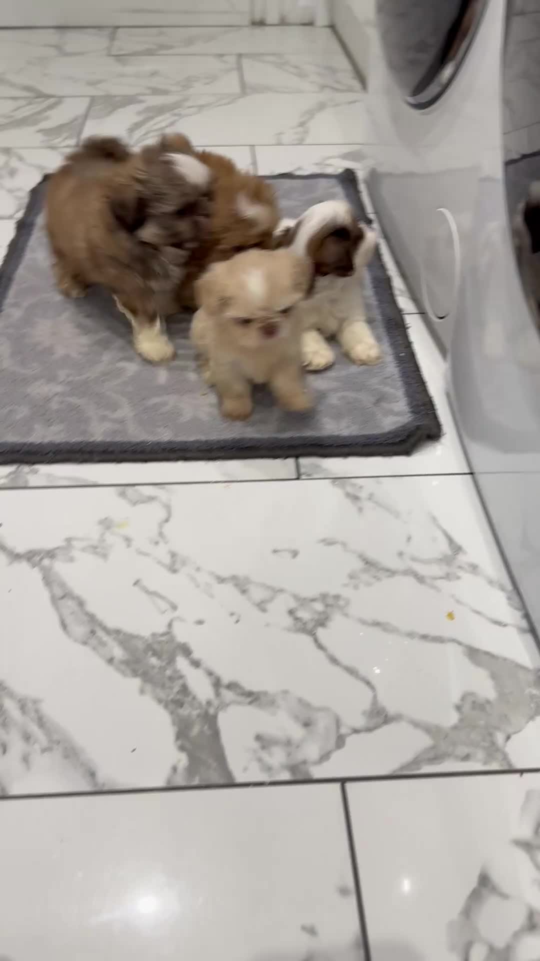 Shih Tzu dogs for sale: IMRERIAL SHIHTZU PUPPIES - Video 2