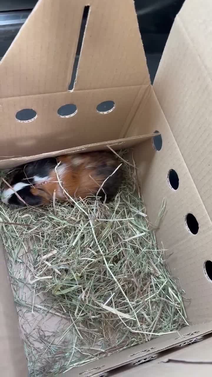 Guinea Pig rodents for sale: 1 year old female guinea pig  in Telford - Video 1