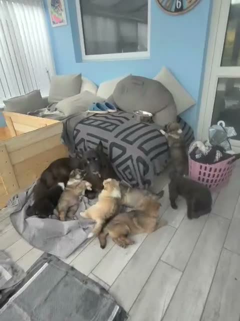 German Shepherd dogs for sale: German shepherd puppies for sale  - Video 1