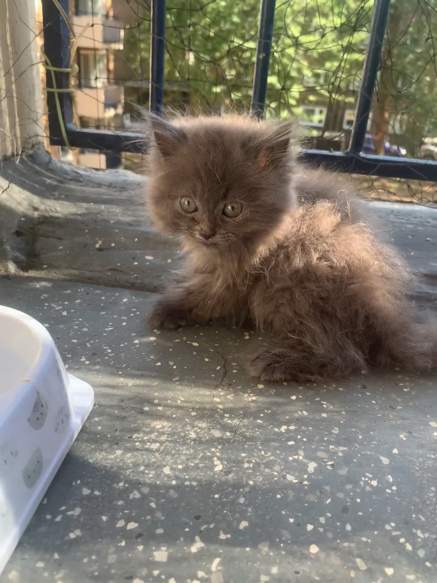 Persian cats for sale: Persian cat  - Video 1