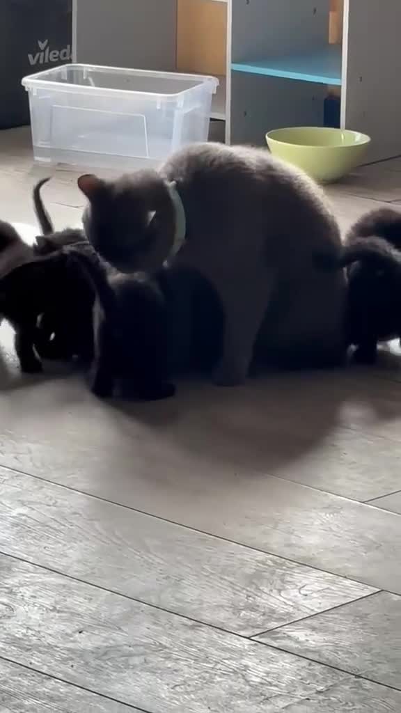 British Shorthair cats for sale: 6 Beautiful black kittens (British Shorthair Mix) - Video 1