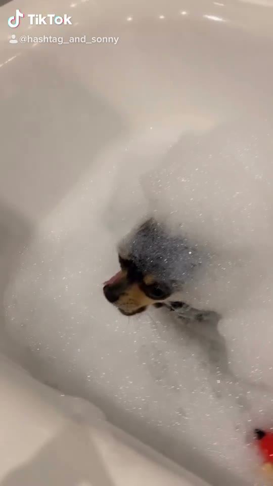 Chihuahua dogs for sale: Pedigree Teacup Chihuahua for Rehoming  - Video 1