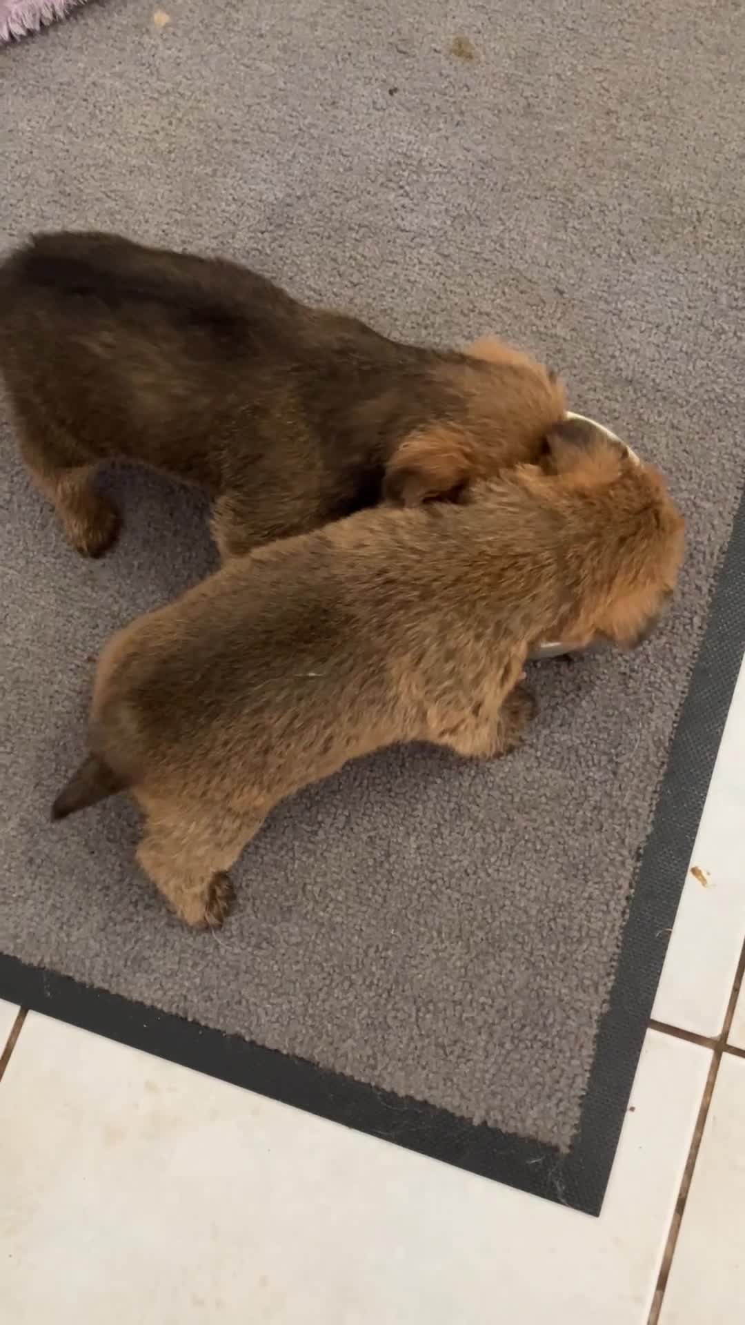 Norfolk Terrier dogs for sale: K.C.registered Norfolk terriers  - Video 1