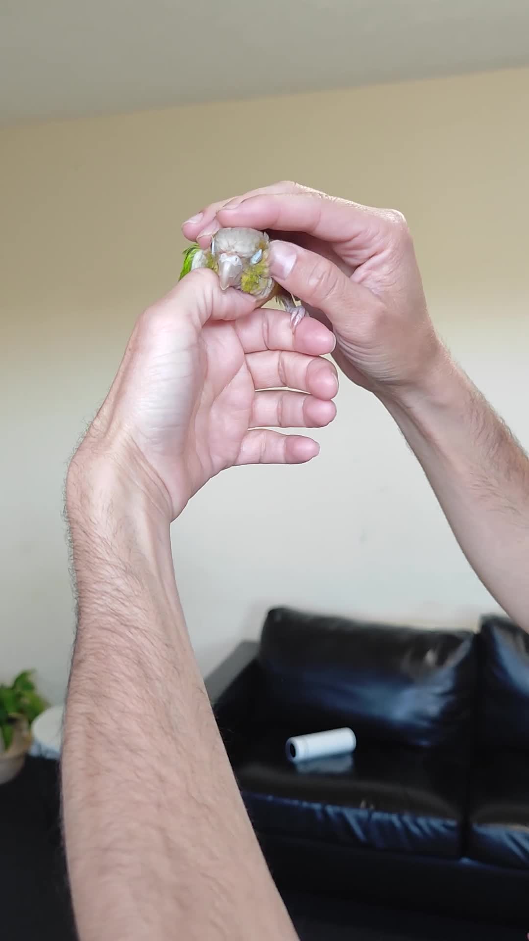 Conures birds for sale: female - Video 1