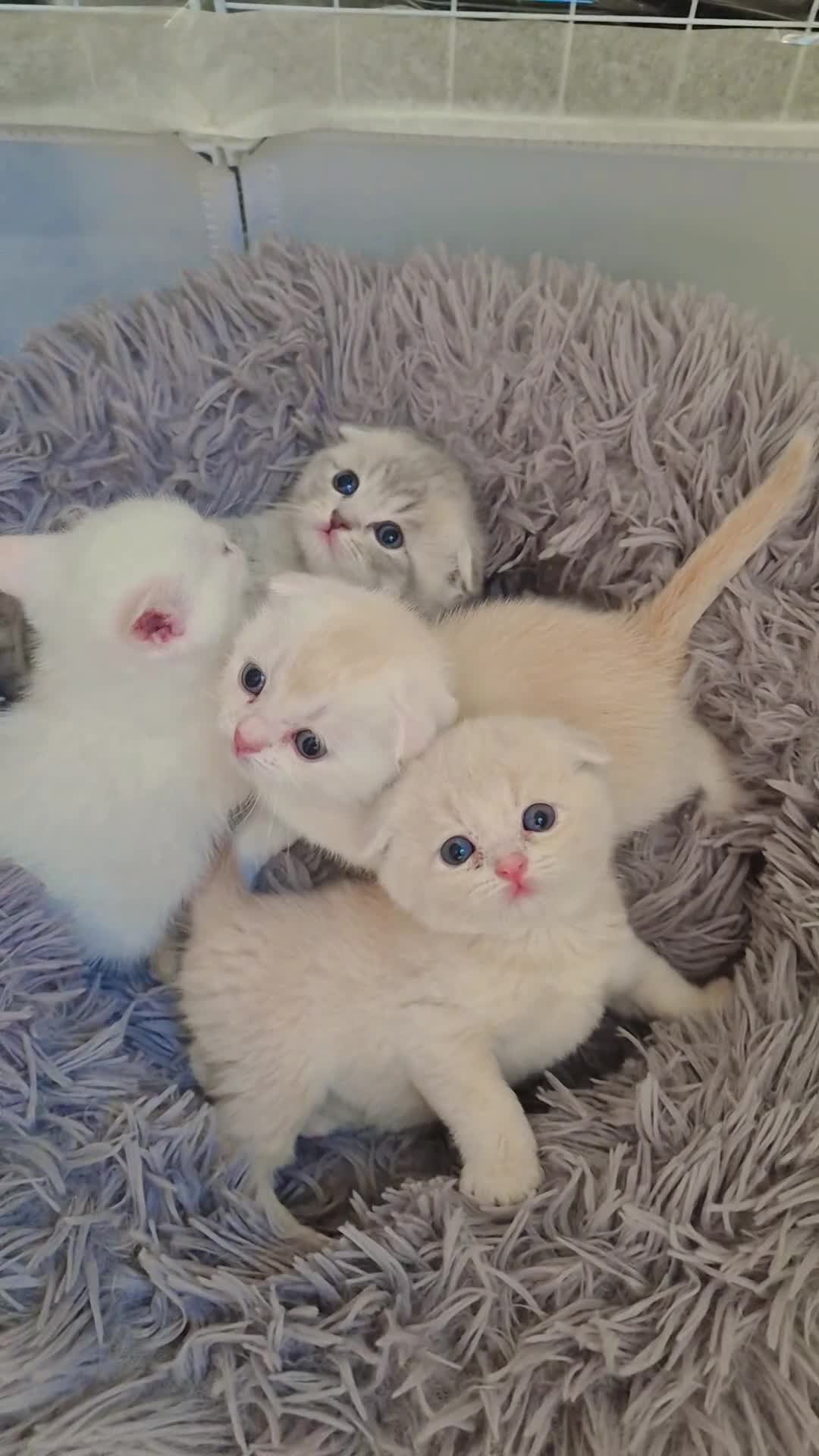 Scottish Fold cats for sale: Scottish Fold/ Straight kittens  - Video 1