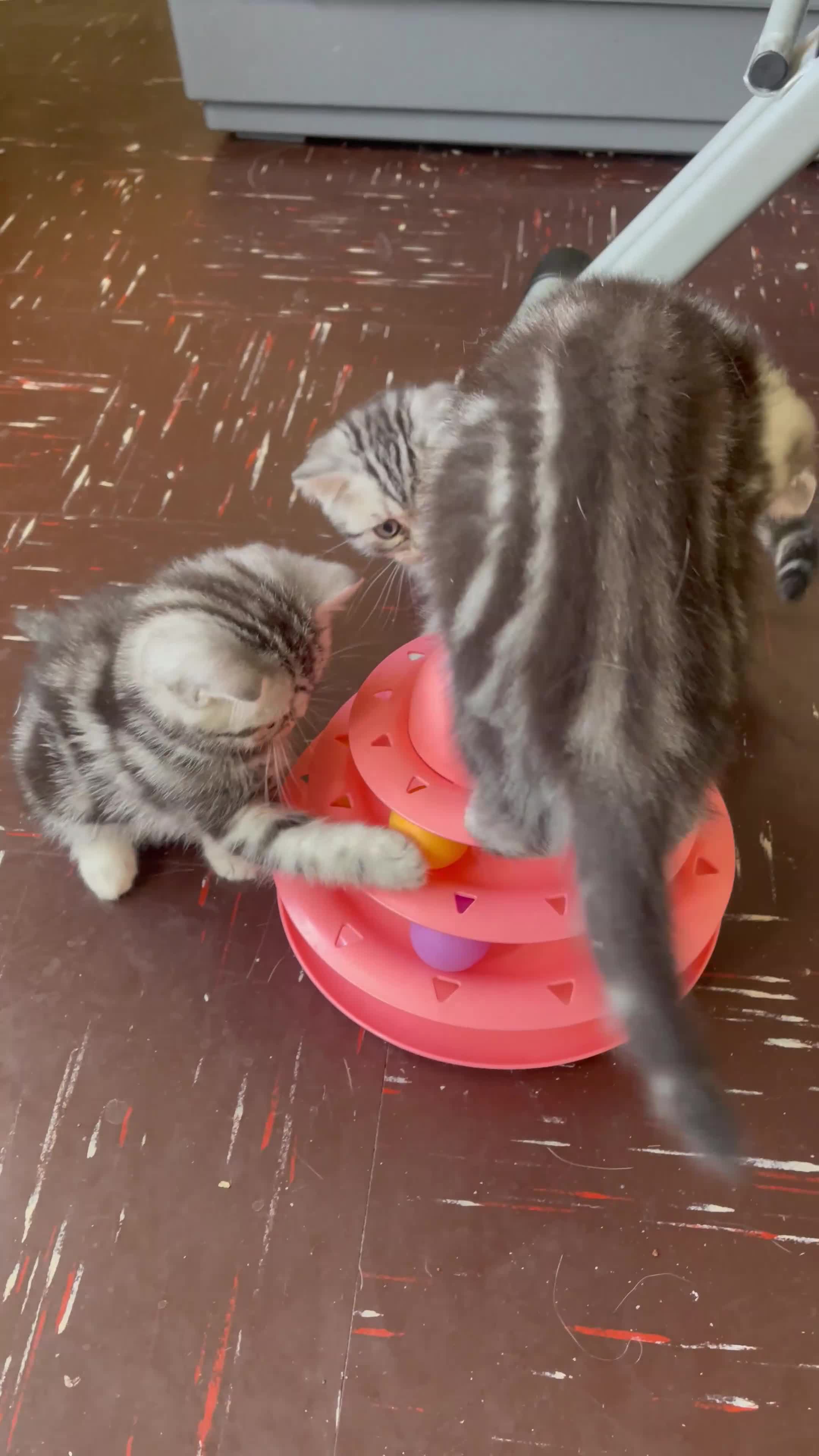 British Shorthair cats for sale: BshTabby kittens.GCCF.Available on 15.February . - Video 4