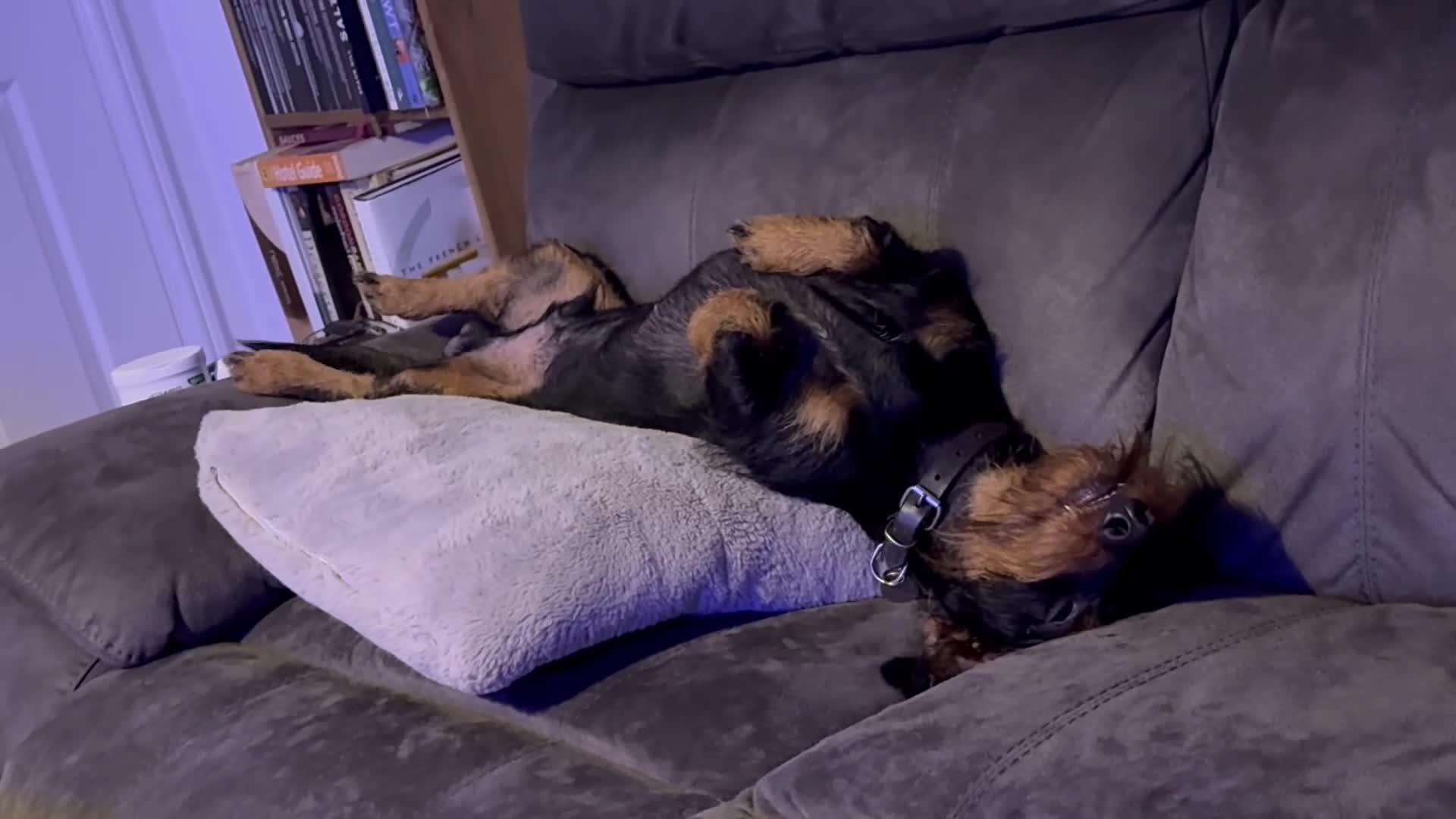 Dachshund dogs for sale: Gorgeous Standard wire haired & smooth Dachshunds - Video 2