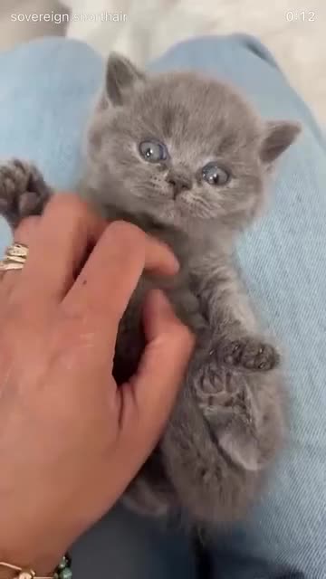 British Shorthair cats for sale: READY NOW 💙 Blue British Shorthair Kittens 💙 - Video 3