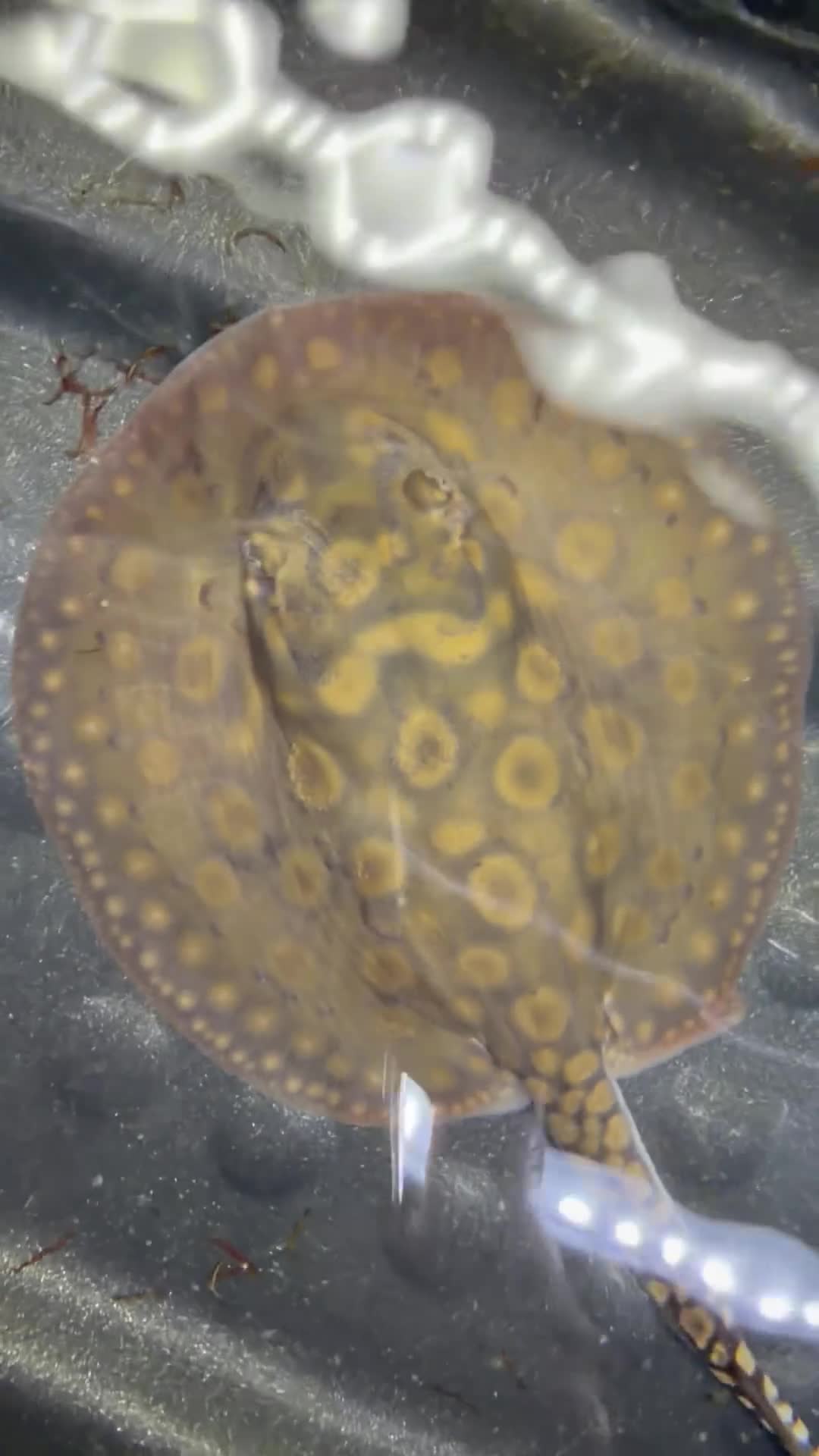 Sharks fish for sale: Motoro Stingray pup - Video 1