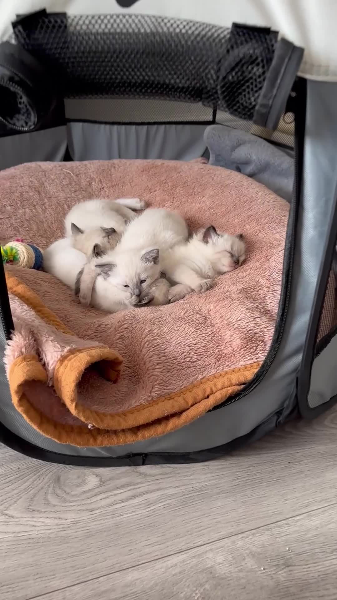 Siamese cats for sale: 3 siamese/ragdoll male kittens - Video 1