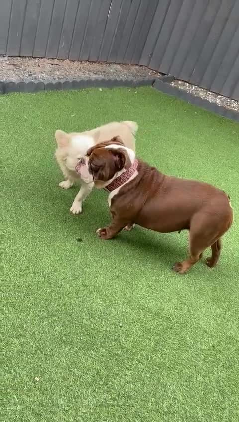 English Bulldog dogs for sale: Female English Bulldog For Sale  - Video 1