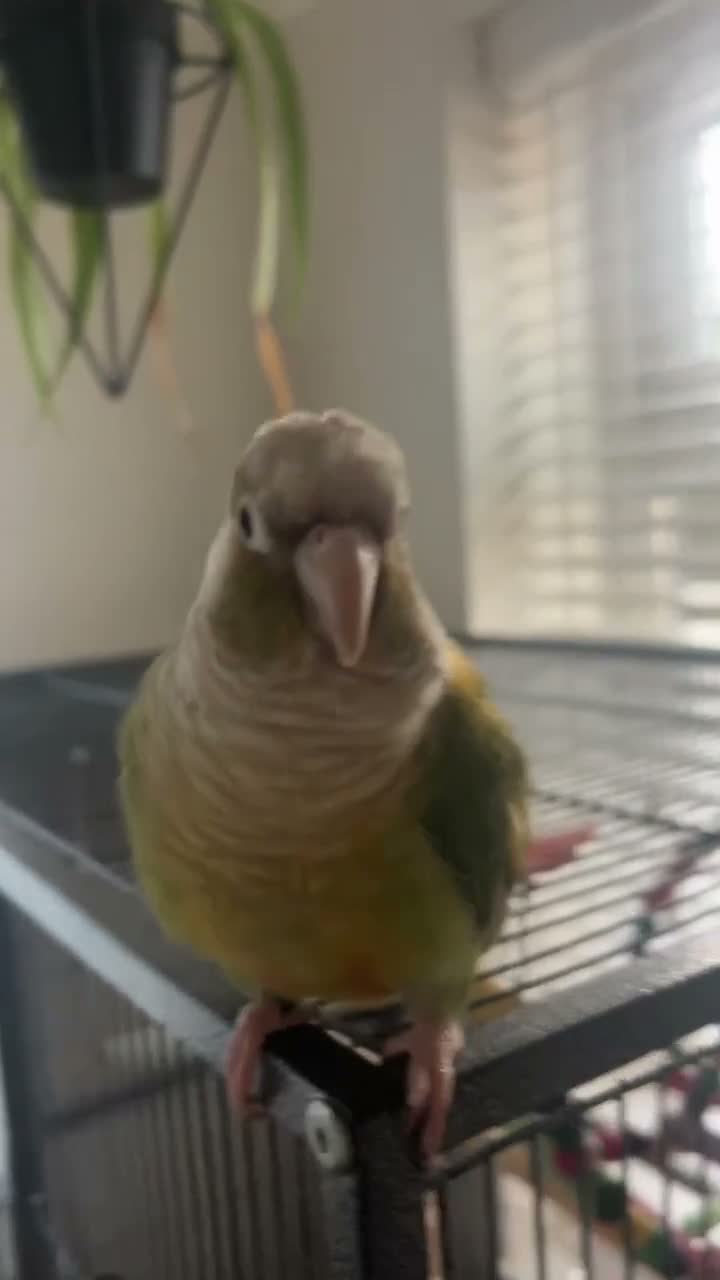 Conures birds for sale: Conure in King's Lynn - Video 2