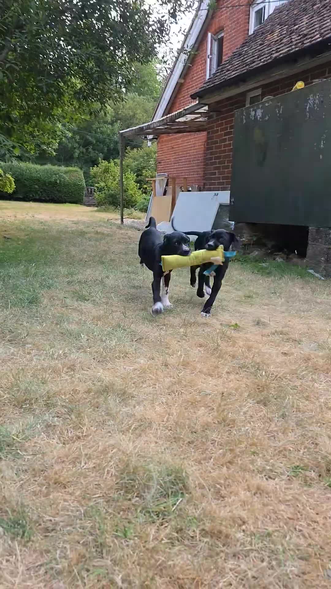 Mixed Breed dogs for sale: Friendly, sociable cane corso x dalmatian puppies in Newbury - Video 1