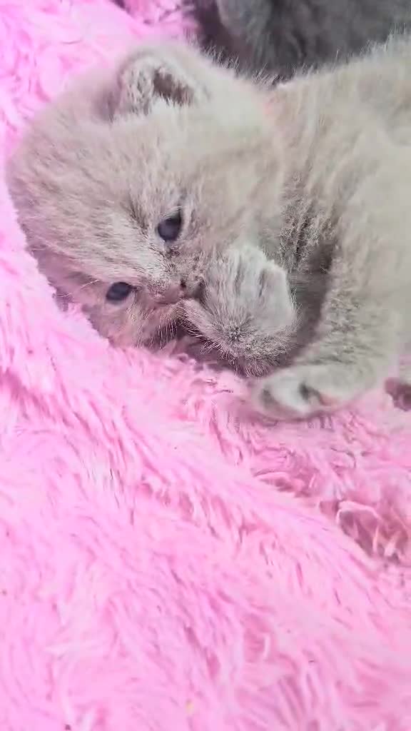 British Shorthair cats for sale: LAST GCCF British Shorthair Kittens Champion - Video 1