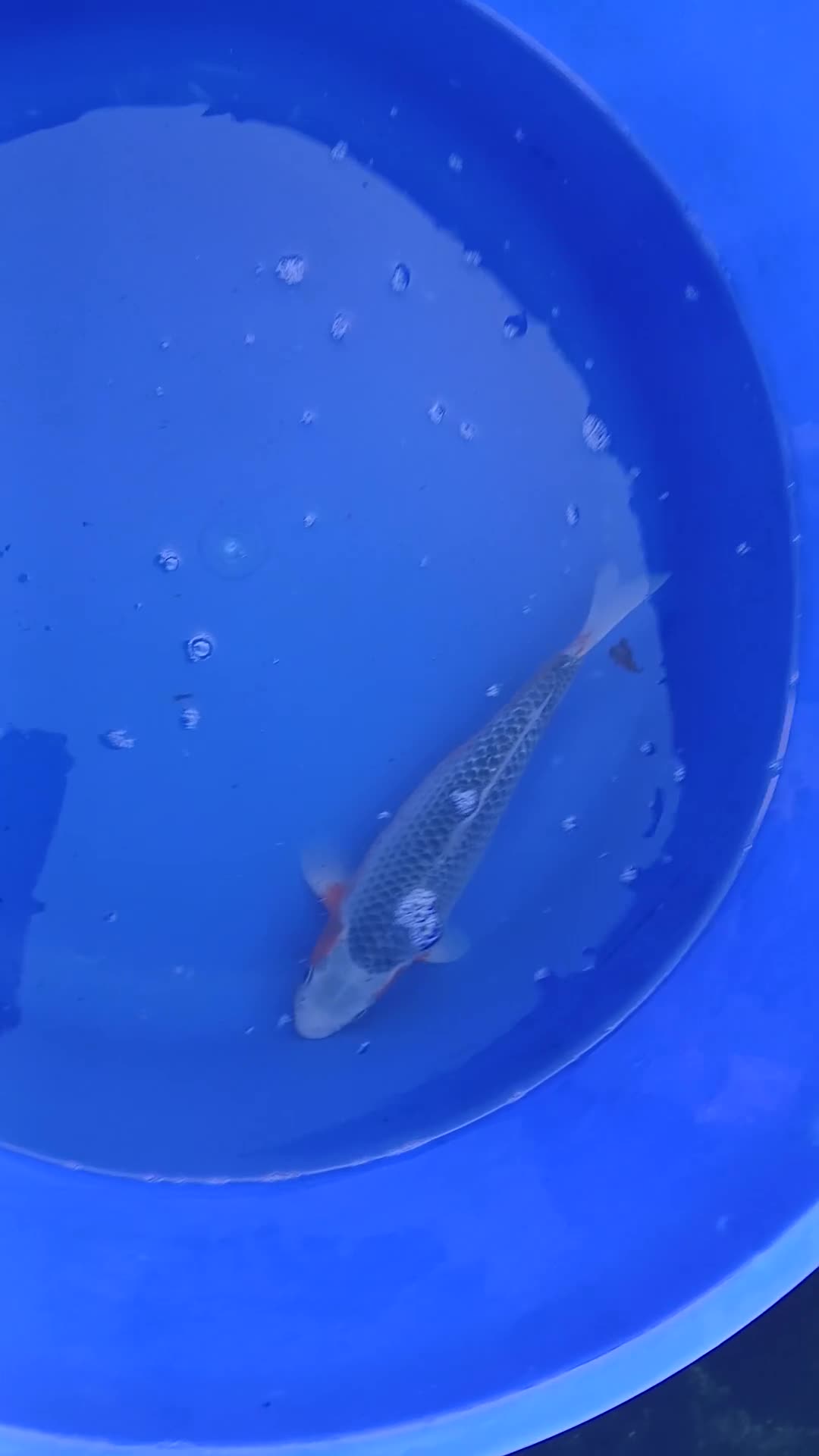 Koi Carp fish for sale: Large Quantity of Koi Carp for sale - Video 1