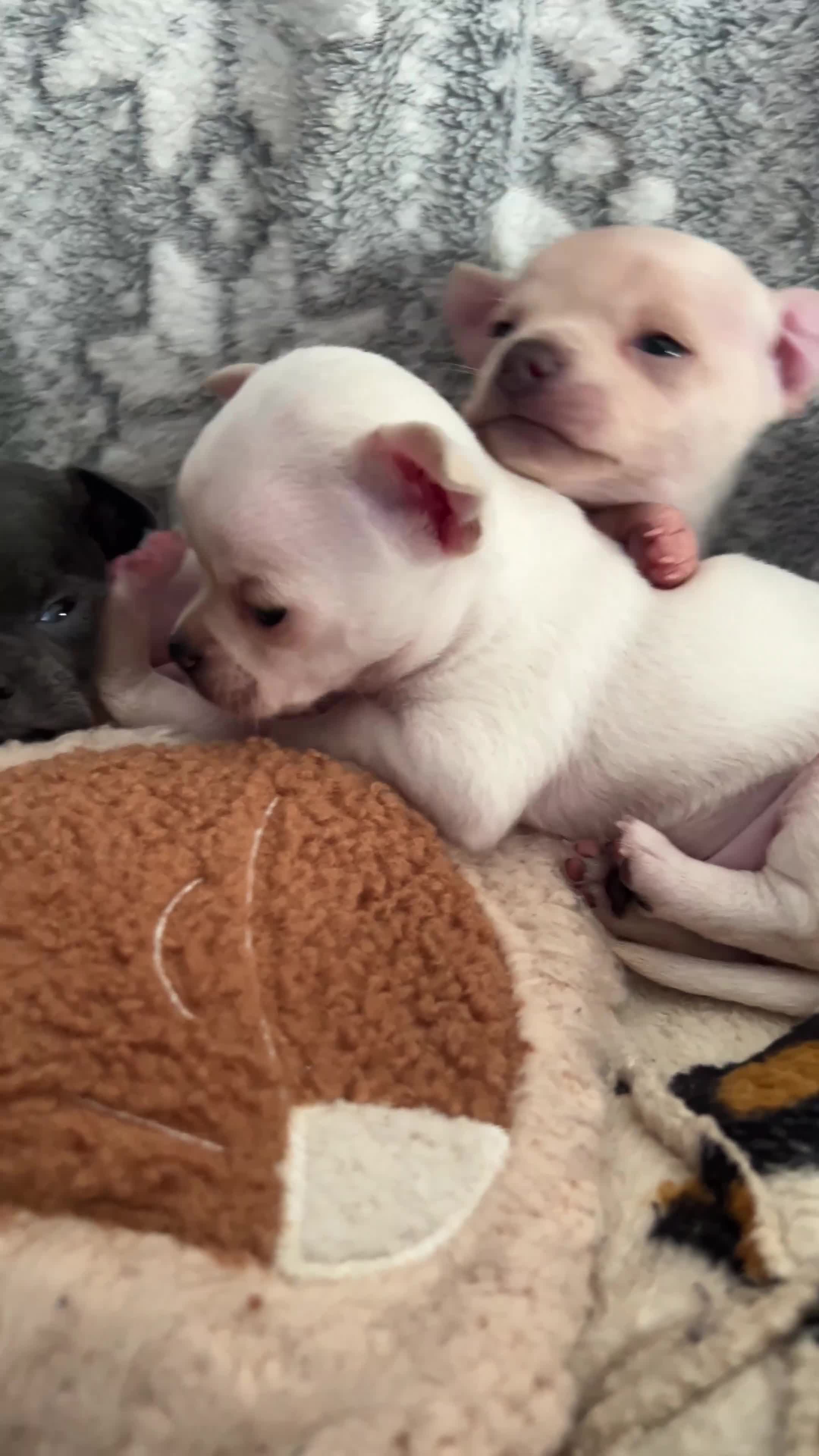 Chihuahua dogs for sale: Short coat chihuahuas available 🐾💓🐶 - Video 1