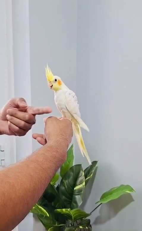 Cockatiels birds for sale: Beautiful baby hand tamed cockatiels for sale. - Video 2