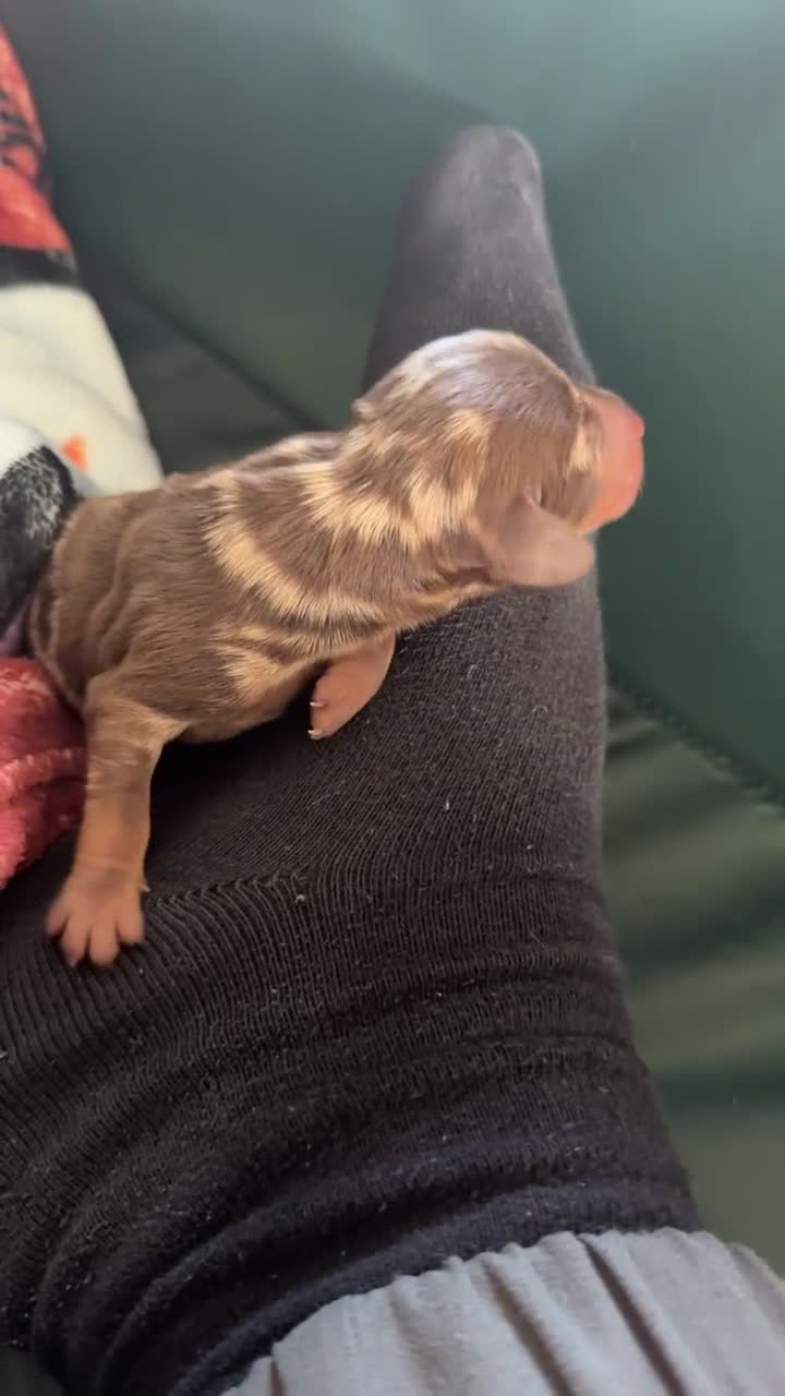 Miniature Dachshund dogs for sale: Miniature dachshunds.  in Clitheroe - Video 2