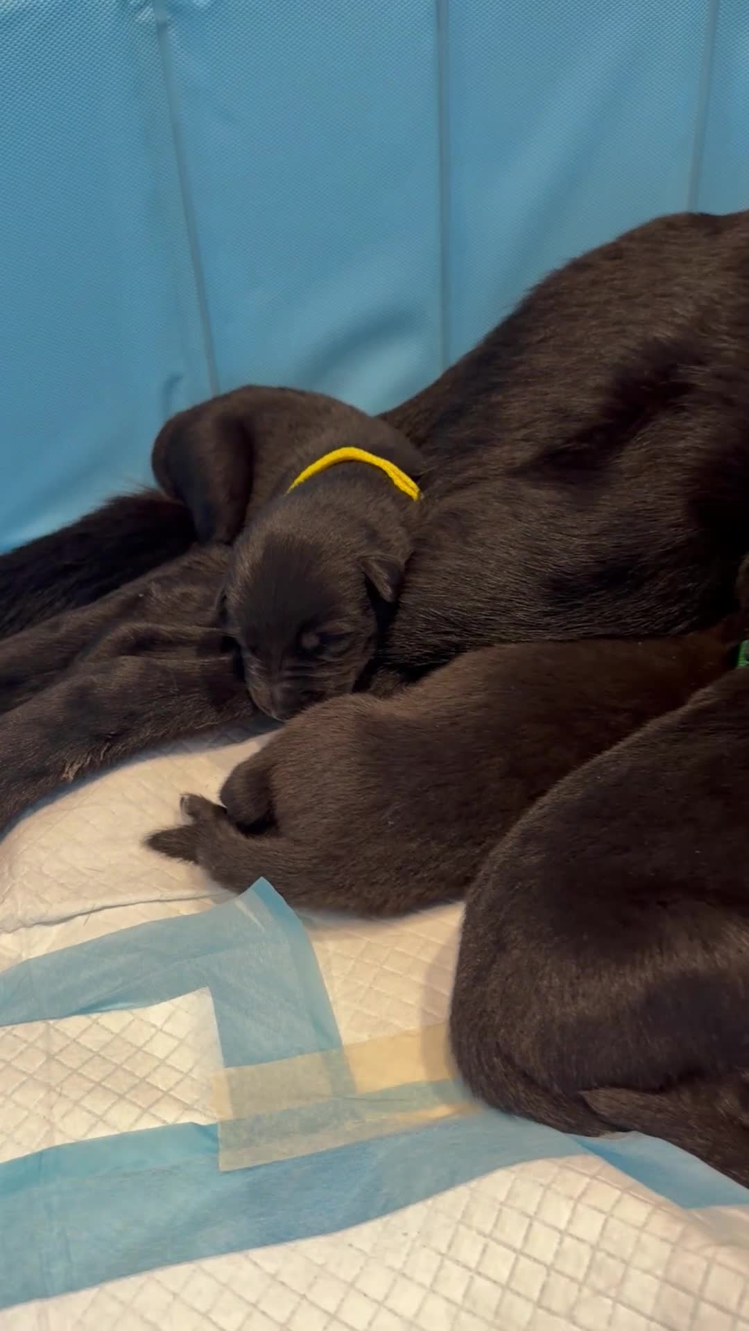 German Shepherd dogs for sale: Healthy German Shepherd Puppies - Video 1