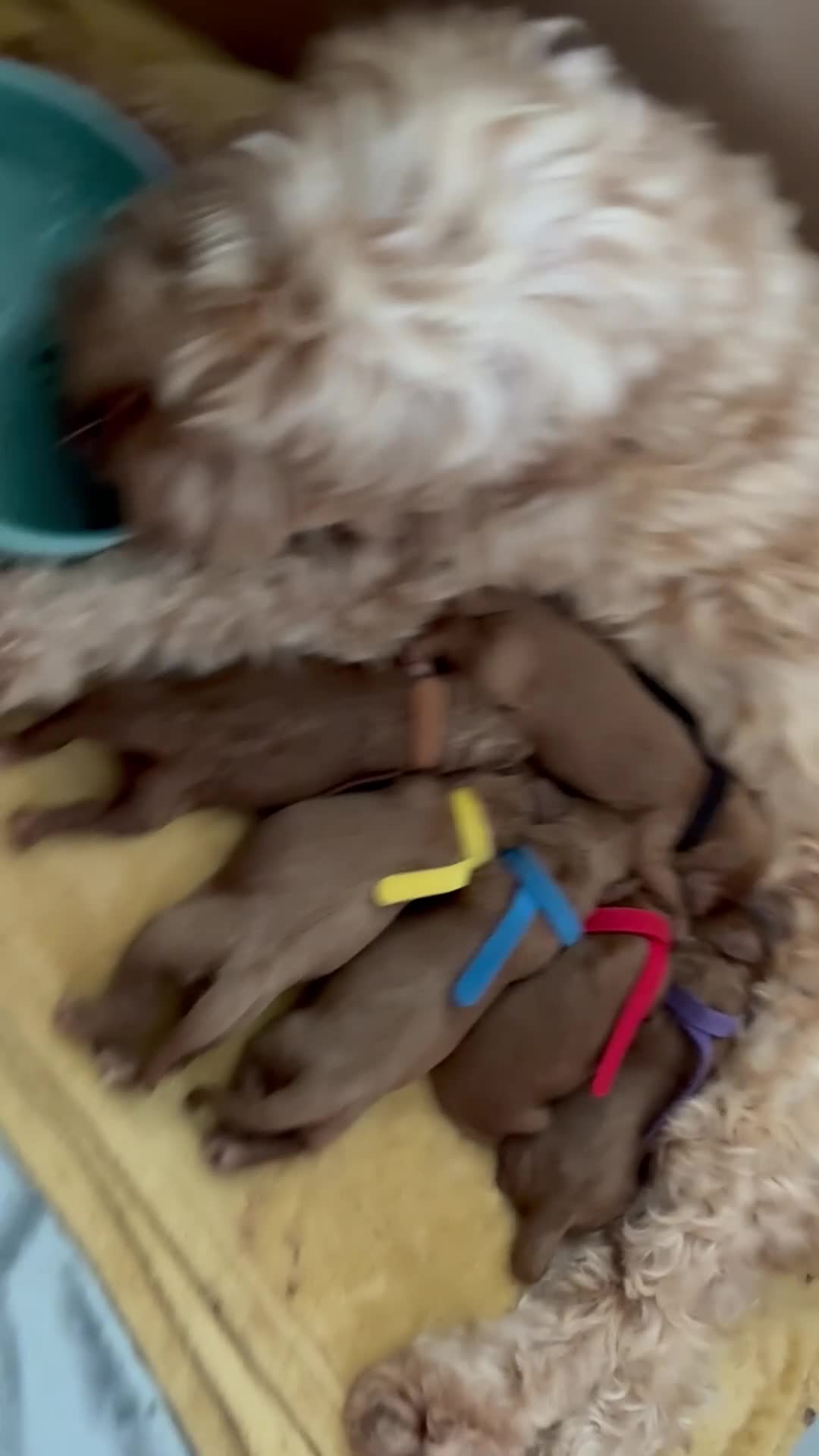Cockapoo dogs for sale: F1B miniature cockapoo puppies. 10 days old - Video 3