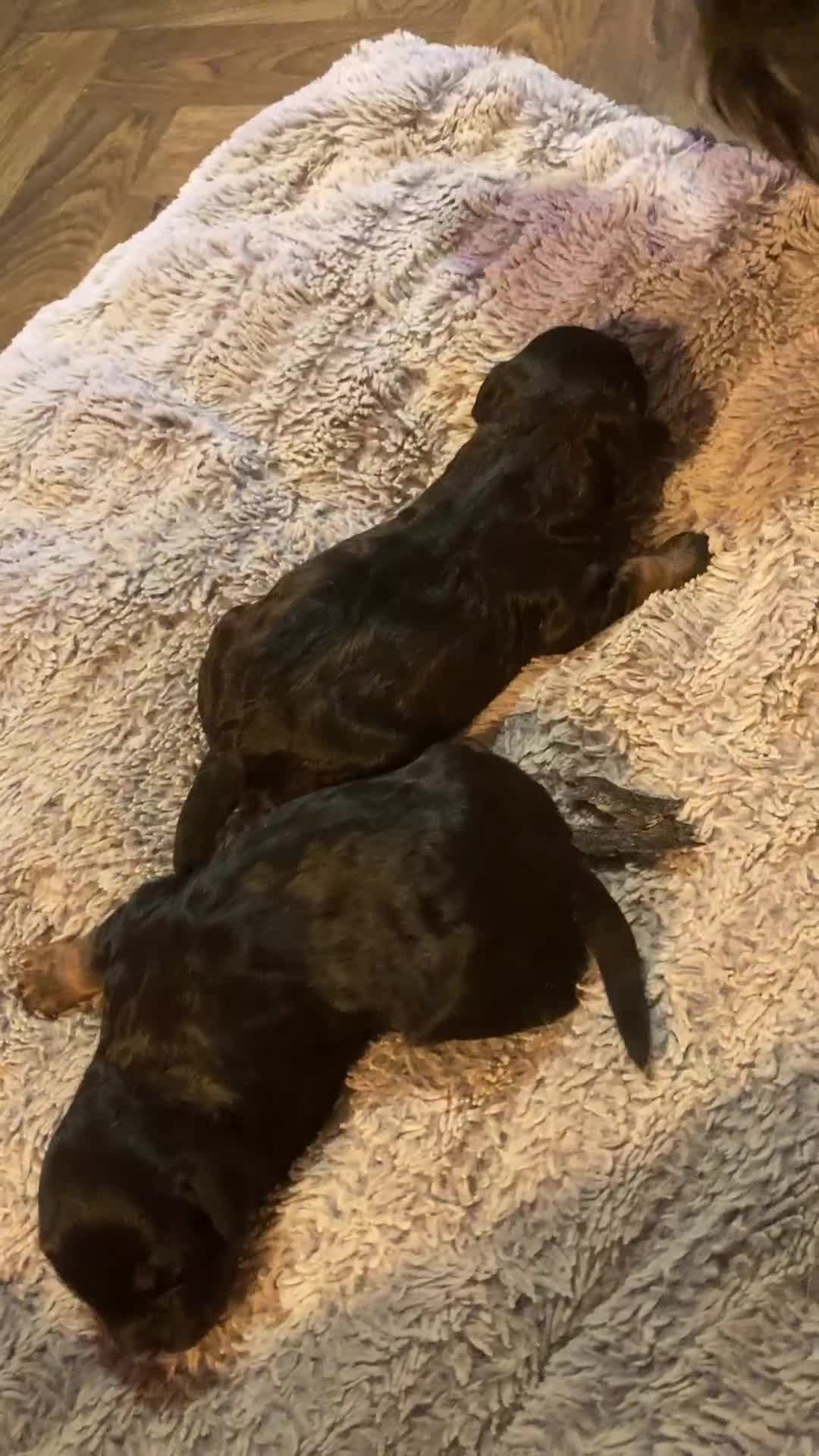 Cockapoo dogs for sale: Stunning Litter of Phantom F1 Cockapoo Puppies - Video 1