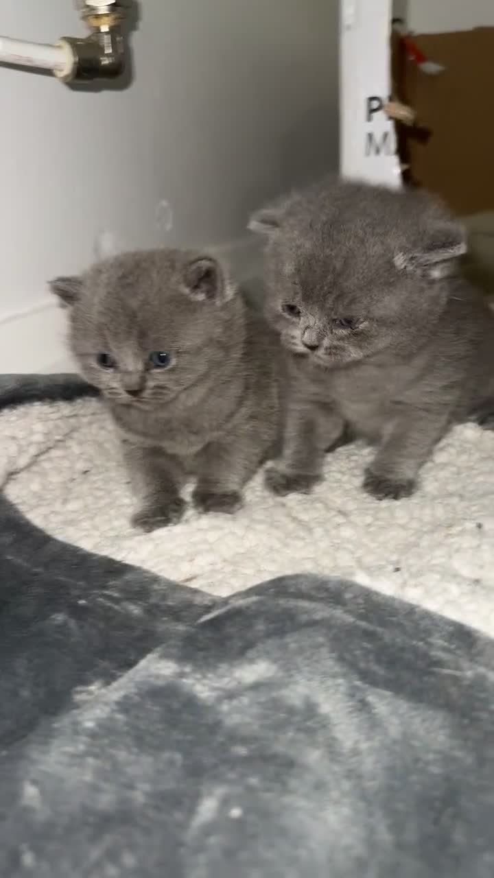 British Shorthair cats for sale: British short hairs  - Video 4