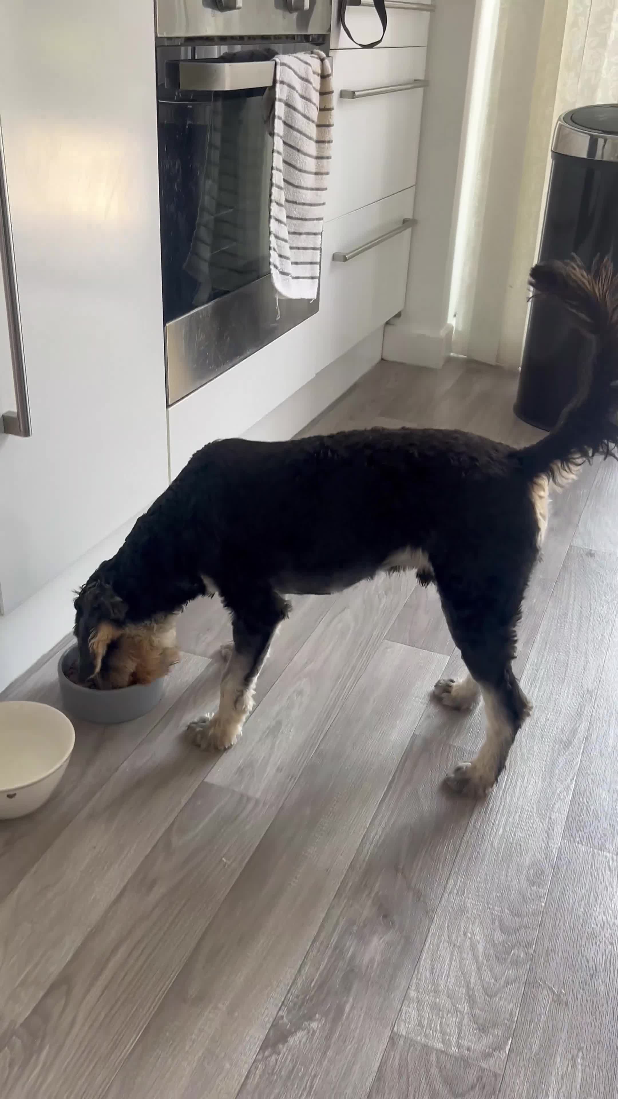 Mixed Breed dogs for sale: 6 month old Schnockerpoo, Oscar 🤍 - Video 1