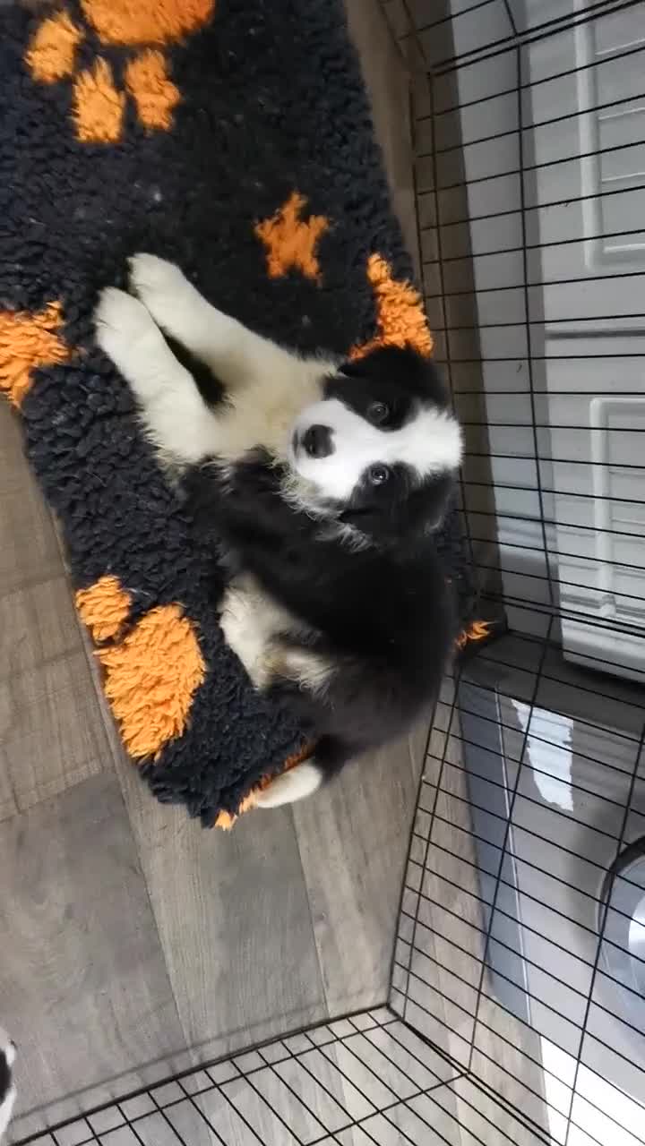 Mixed Breed dogs for sale: Beautiful Bordernese Puppies - Video 1