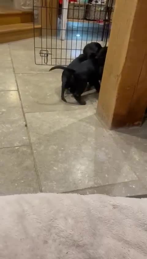 Bocker dogs for sale: Bocker Puppies for Sale - Video 5