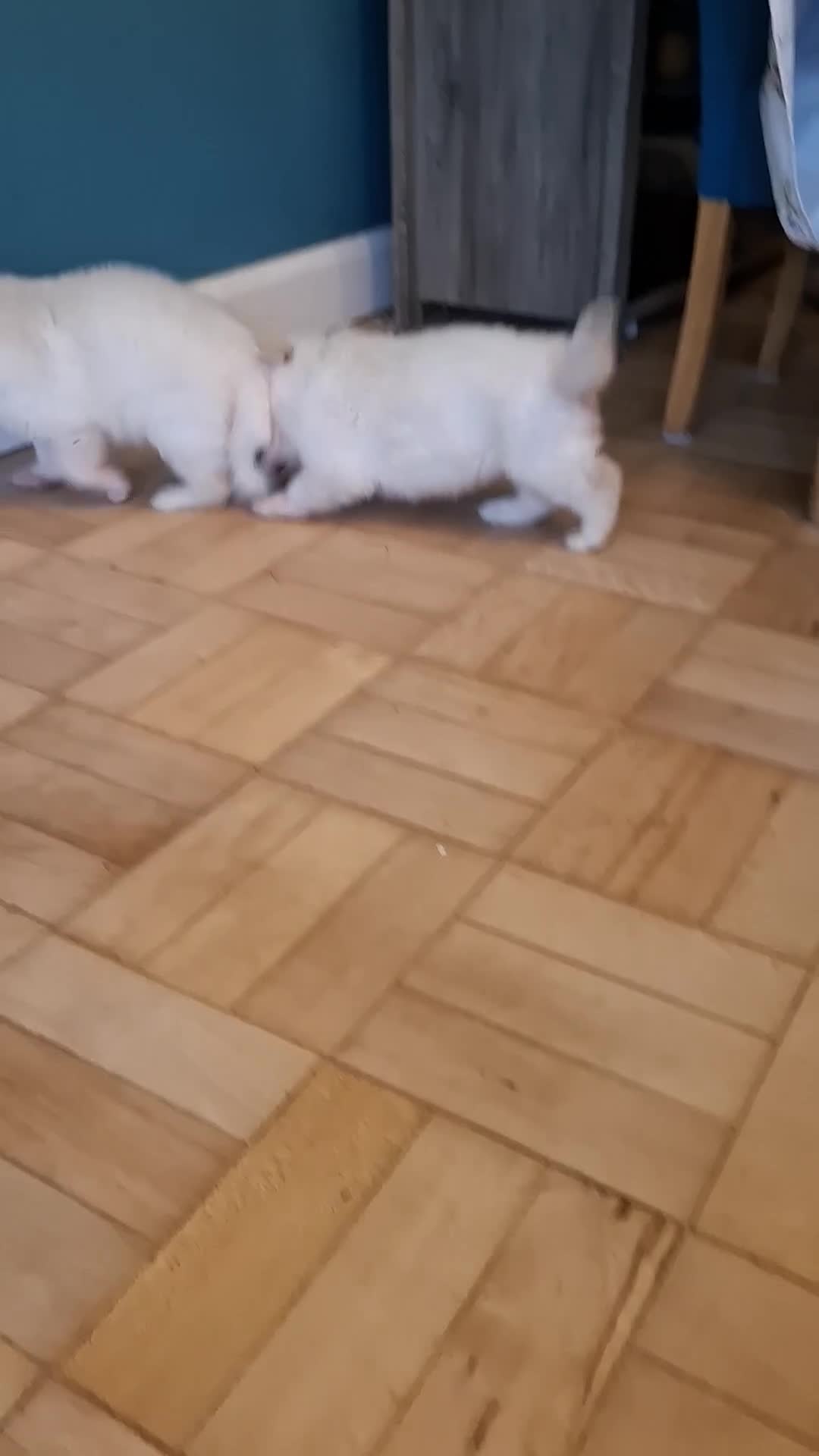 German Shepherd dogs for sale: White German Shepherd - Video 1